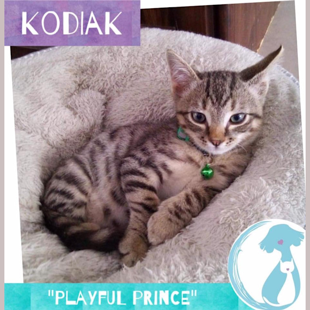 Photo of Kodiak 