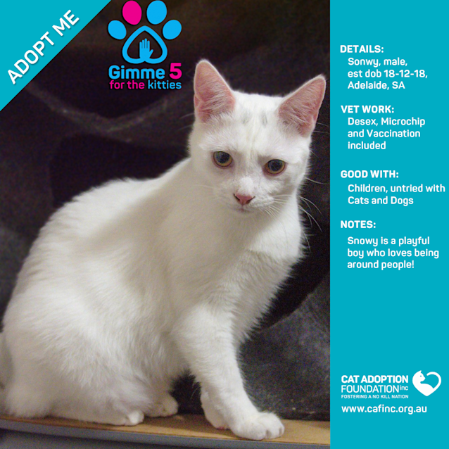 Photo of Snowy