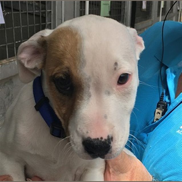 Photo of Scout
