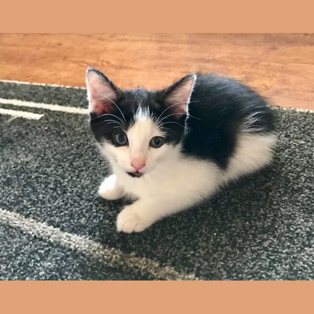 Photo of Jo ~ 8 Week Old Kitten