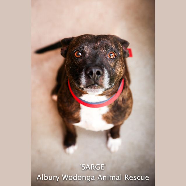 Photo of Sarge