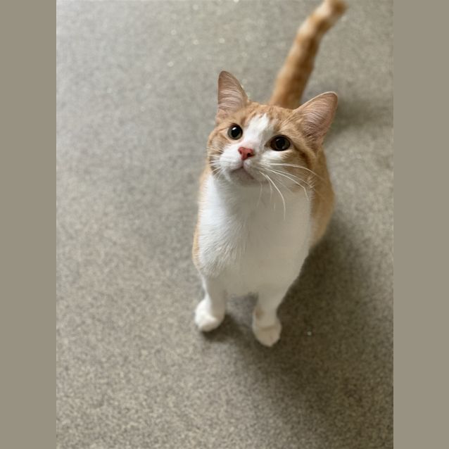Photo of Teddy