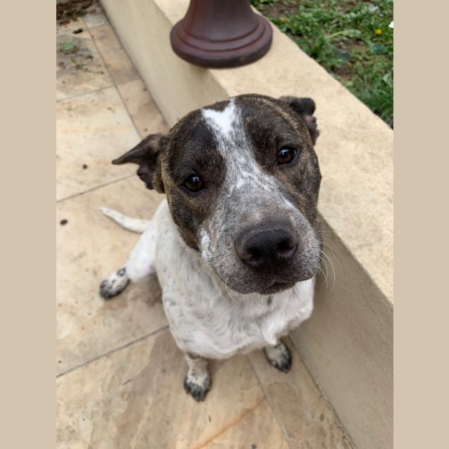 Photo of Jason*** Cat, Dog And Child Friendly