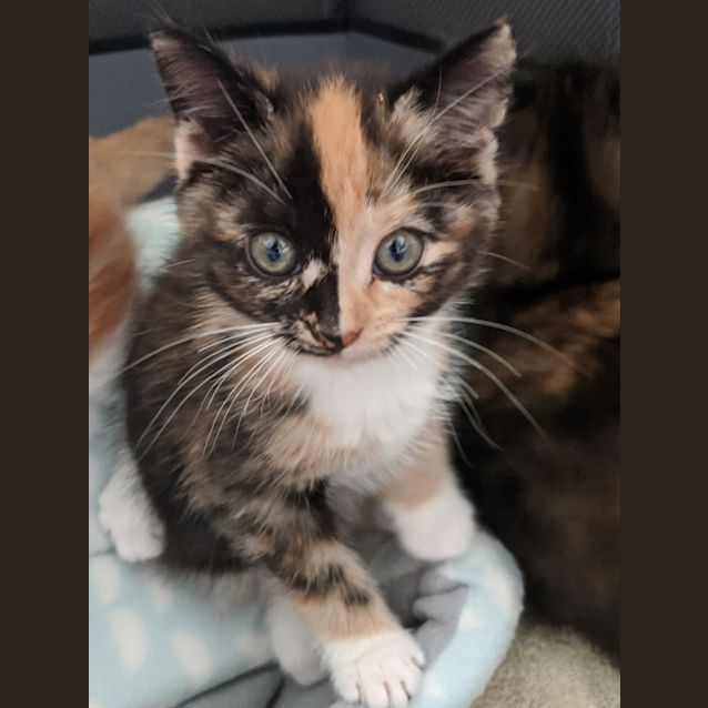 Photo of Janus **2nd Chance Cat Rescue**