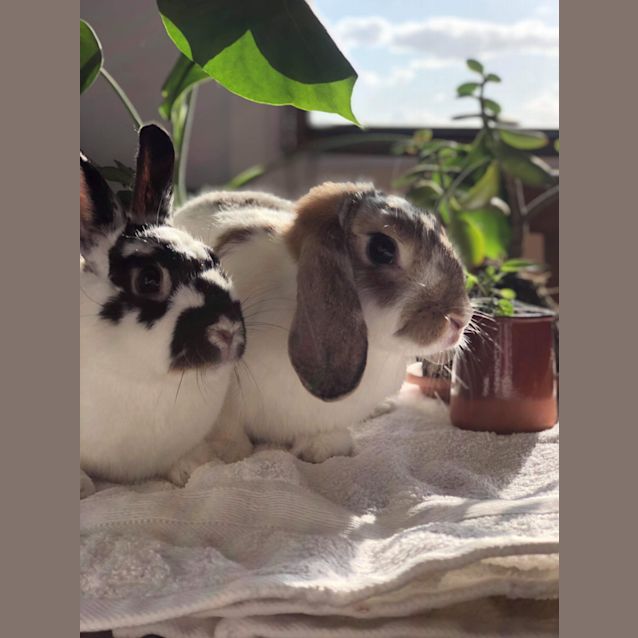 Photo of Bugsy & Sage (Bonded Pair) 🥕🥕