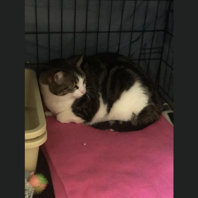 Photo of Tillie