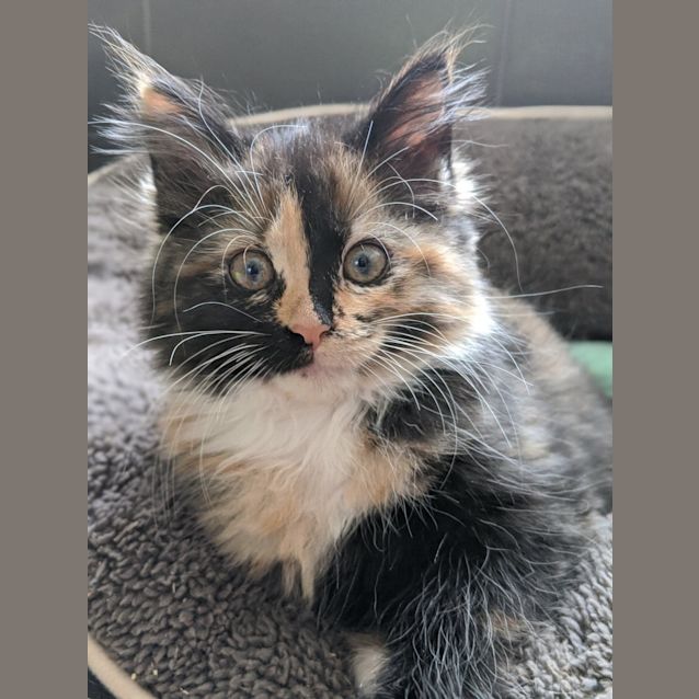 Photo of Layla **2nd Chance Cat Rescue**
