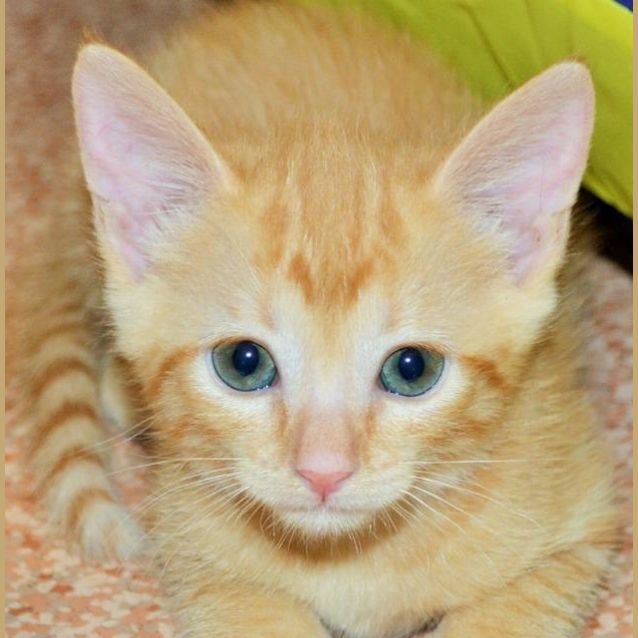 Photo of Rai