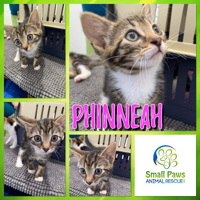 Photo of Phinneah