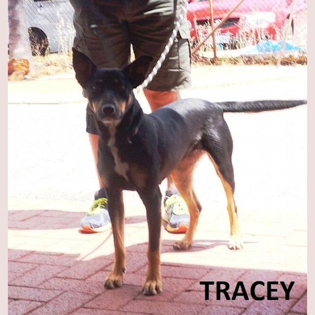Photo of Tracey