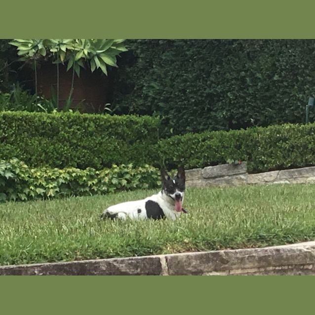 Photo of Bindi