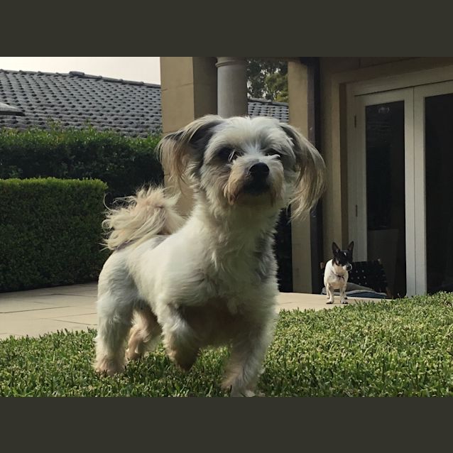 Photo of Cleo & Mini