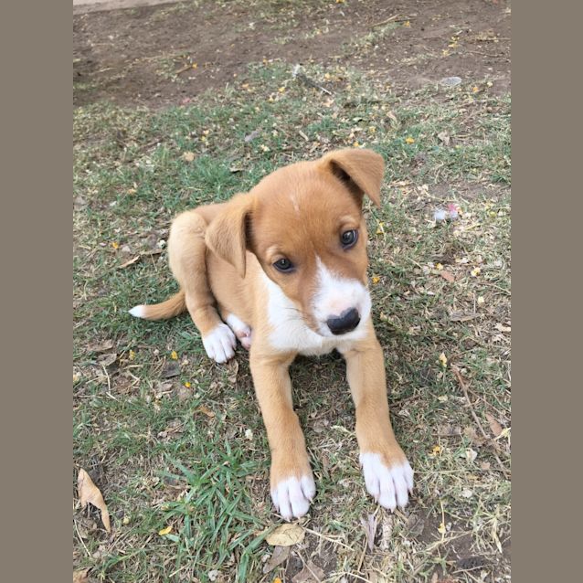 Photo of Caramel 