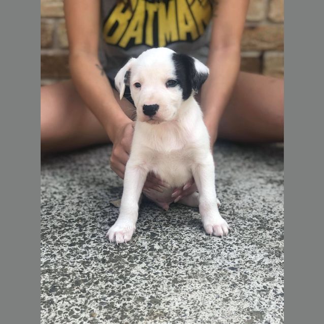 Photo of Oreo 