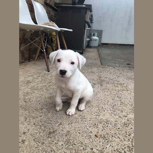 Photo of Vanilla 