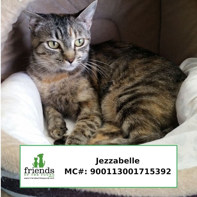 Photo of Jezzabelle