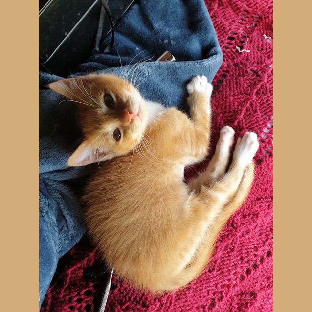Photo of Bluey   Located In Sunbury