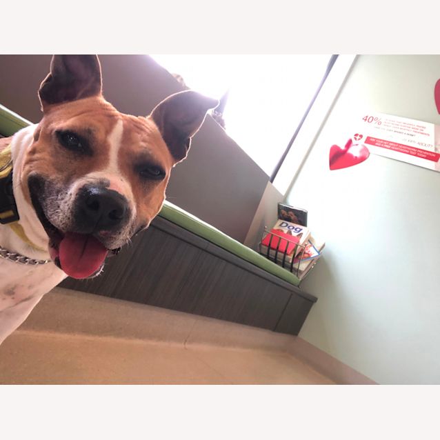 Photo of Jessie 