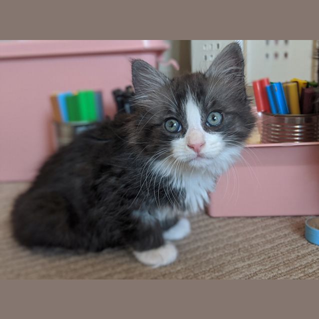 Photo of Bobby   Located In Preston