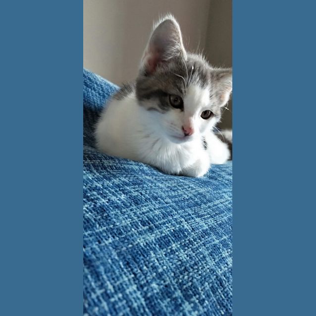 Photo of Barnacles 