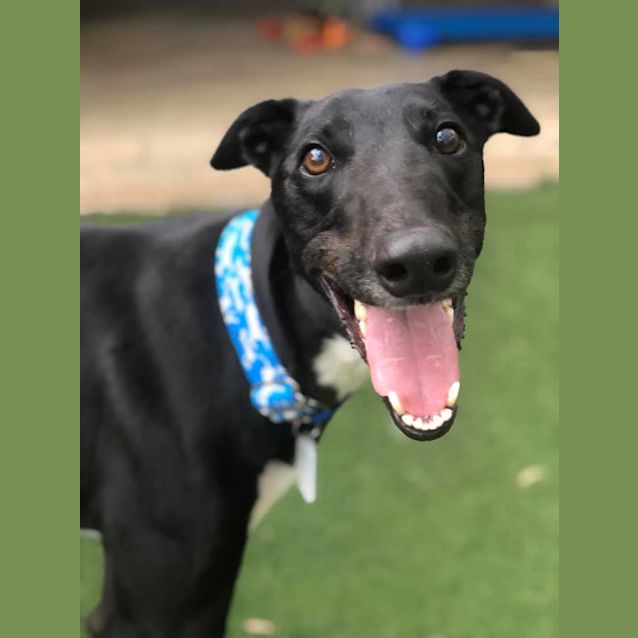 Photo of Donut (On Trial)
