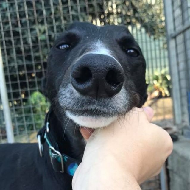 Photo of Cooper