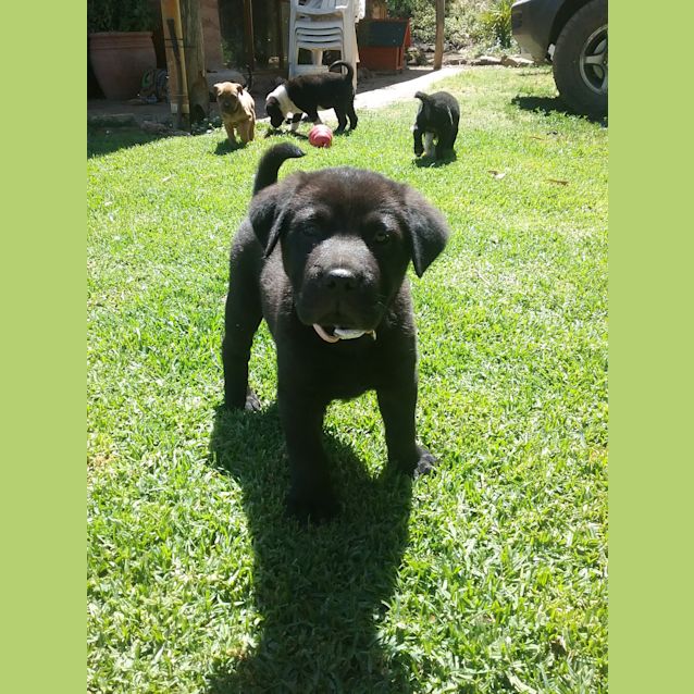 Photo of Cattle Mix Babies