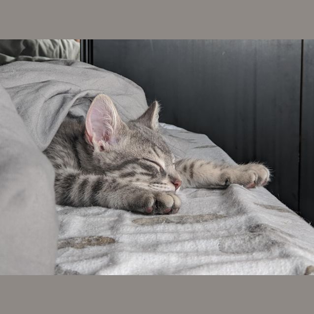 Photo of Socks   Meet Me @ Best Friends Preston 7/12/19