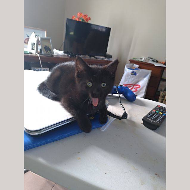 Photo of Olive   Meet Me At Best Friends Preston 7/12
