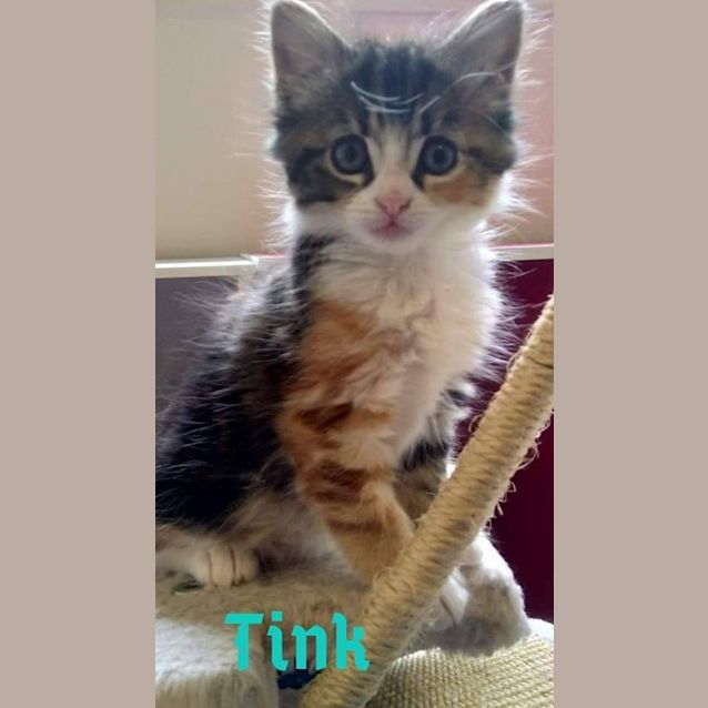 Photo of Tink
