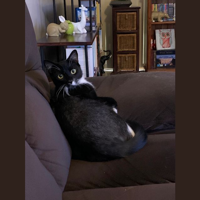 Photo of Cookie ~ 8 Month Old Kitten