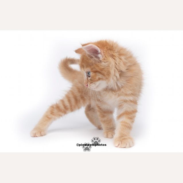 Photo of Ed Sheeran 
