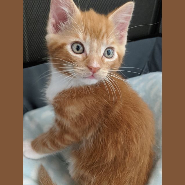 Photo of Sundy **2nd Chance Cat Rescue**