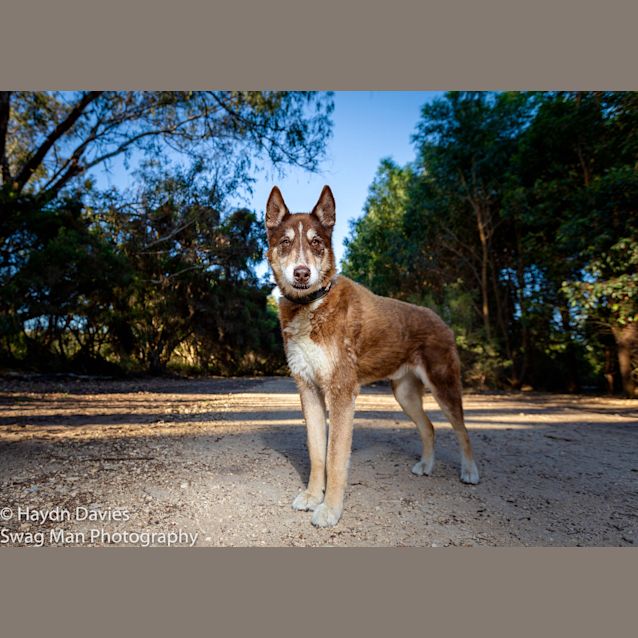 Photo of Harley Dl2305