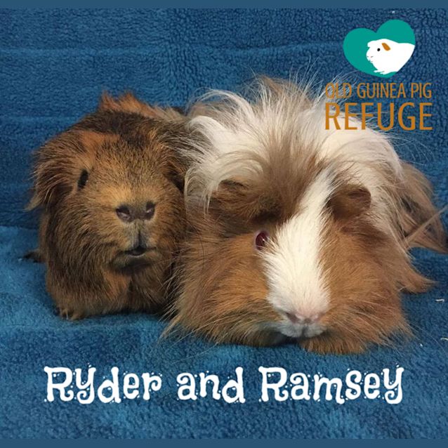 Photo of Ryder And Ramsey (Indoor Home Only)