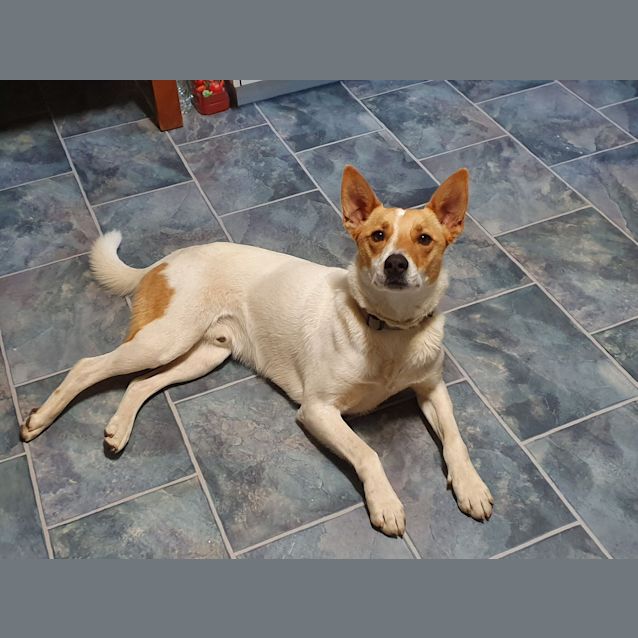 Photo of Mr. Jingles