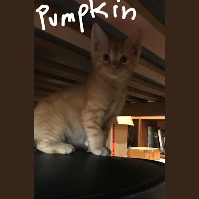 Photo of Pumpkin