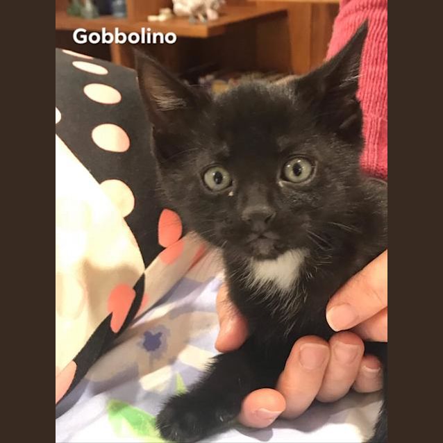 Photo of Gobbalino