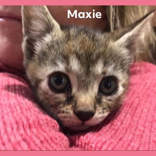 Photo of Maxie