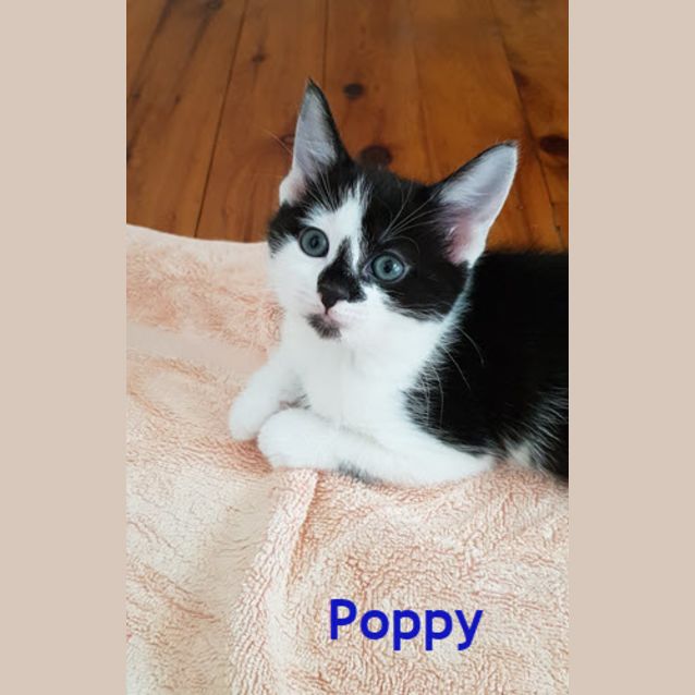 Photo of Poppy