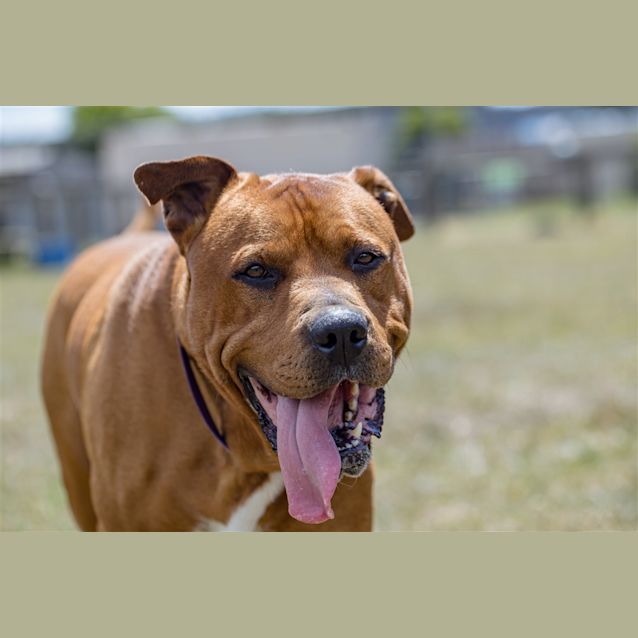 Photo of Rusty