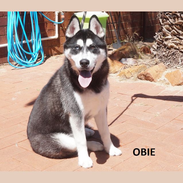 Photo of Obie