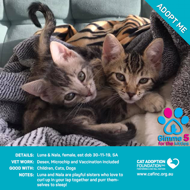 Photo of Luna And Nala