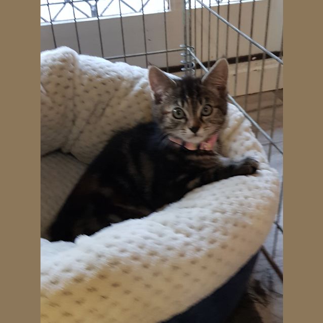 Photo of Pop **2nd Chance Cat Rescue**