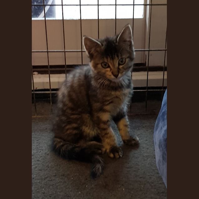 Photo of Crackle **2nd Chance Cat Rescue**