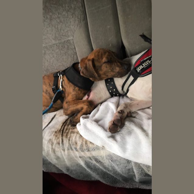 Photo of Louie
