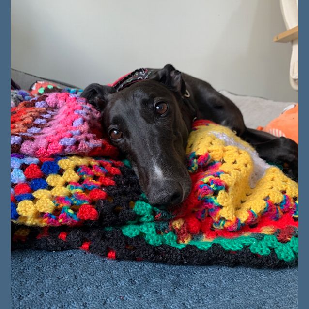 Photo of Indi.   Melbourne