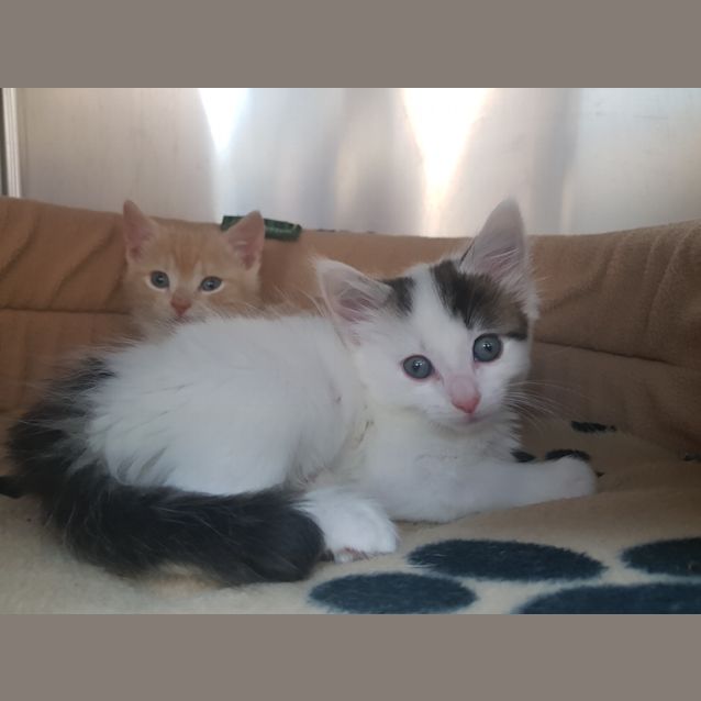 Photo of Endora   Available Late December