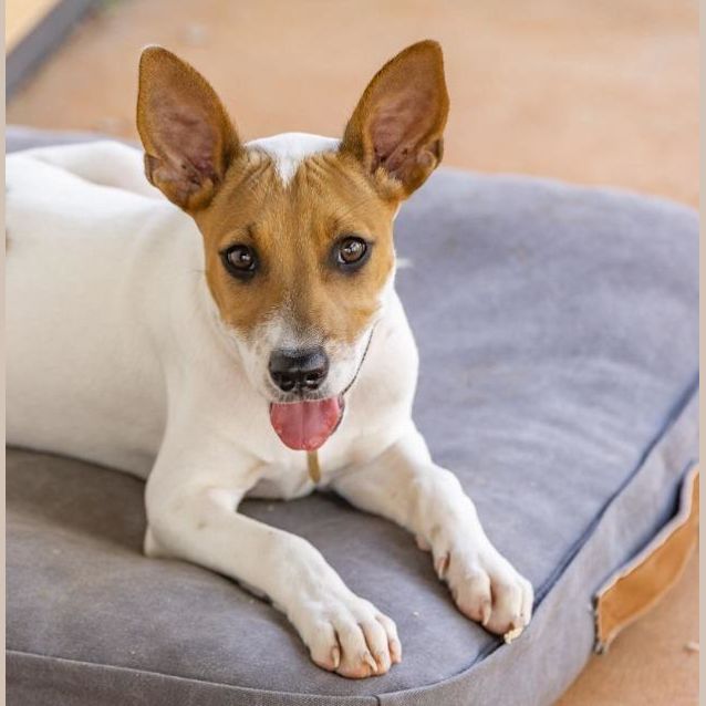 Photo of Bertie