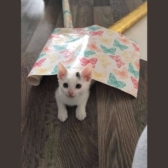 Photo of Ollie